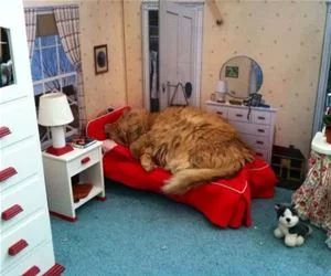 Cat_Bed6352_s.webp