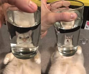 Cat_Behind_The_Water_s.webp