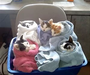 Cat_Bundles_s.webp