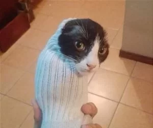 Cat_Burrito_s.webp
