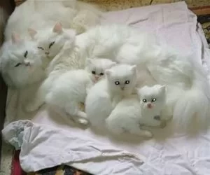Cat_Crew_s.webp
