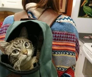 Cat_In_A_Bag3799_s.webp