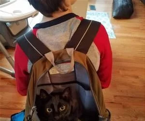 Cat_In_A_Bag7006_s.webp