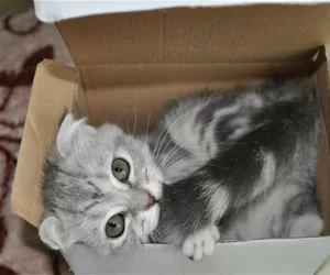 Cat_In_A_Box3785_s.webp