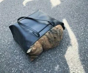 Cat_In_A_Purse_s.webp