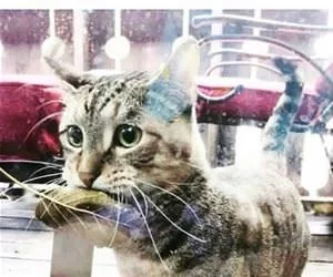 Cat_Knows_Your_A_Vegan_s.webp