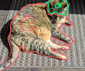 Cat_Petting_Guide_s.webp