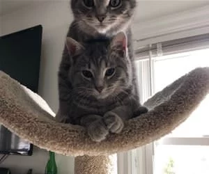 Cat_Stack4503_s.webp