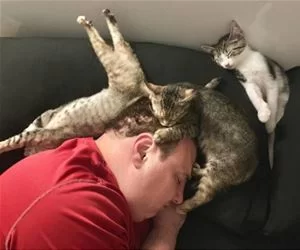 Cats_All_Over8720_s.webp