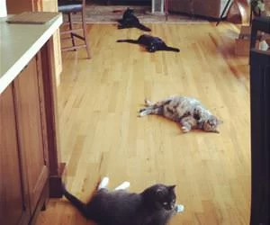 Cats_All_Over_s.webp