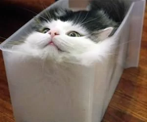 Cats_Are_Liquid_s.webp