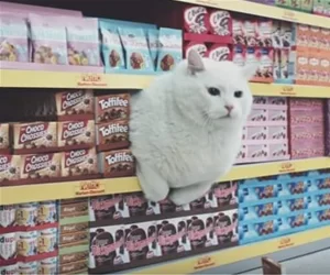 Cats_For_Sale_Here1168_s.webp