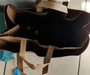Cats_In_A_Bag5637_s.webp