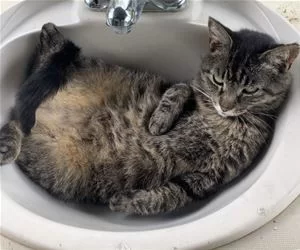Cats_In_A_Sink_s.webp
