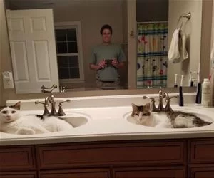 Cats_In_Sinks_s.webp