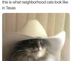 Cats_In_Texas_s.webp