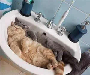 Cats_In_The_Sink8438_s.webp