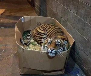 Cats_Love_Boxes_s.webp
