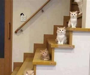 Cats_On_The_Steps_s.webp