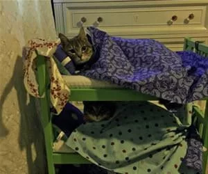 Cats_Sleeping_In_Bunk_Beds_s.webp