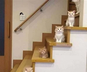 Cats_Up_Steps_s.webp