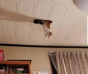 Ceiling_Cat_Jumps_s.webp