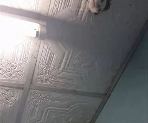 Ceiling_Cat_s.webp