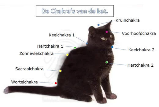 chakra_kat1.webp
