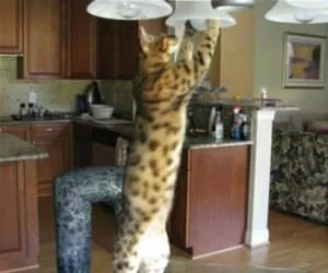 Changing_The_Bulbs_s.webp
