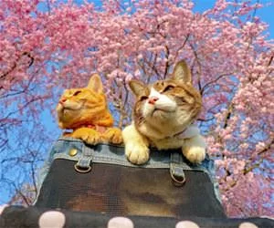 Checking_Things_Out_s.webp