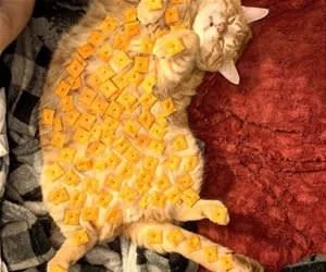 Cheese_Cat_s.webp