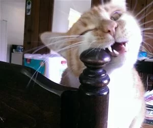 Chewing_Up_s.webp