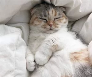 Chill_And_Sleeping_s.webp