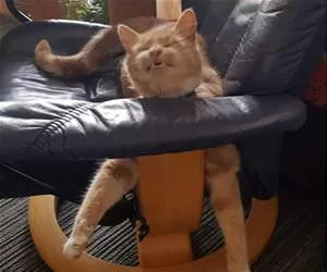 Chill_Chair_s.webp