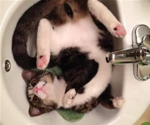 Chill_In_Da_Sink_s.webp