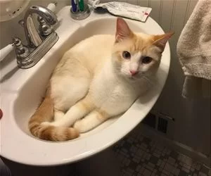 Chill_In_The_Sink_s.webp