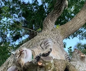 Chill_In_The_Tree_s.webp