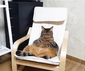 Chillin_In_The_Chair_s.webp