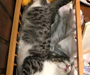Chilling_In_The_Bed_s.webp