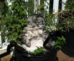Chilling_In_The_Pot_s.webp
