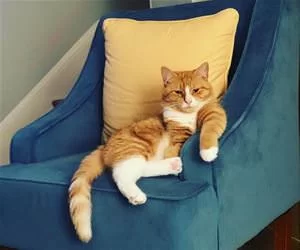 Chilling_On_My_Couch_s.webp