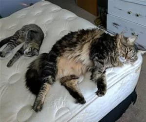 Chilling_Together296_s.webp