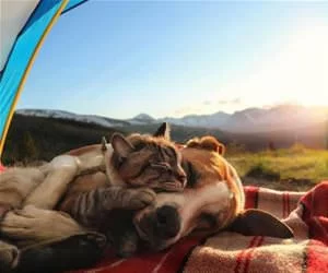 Chilling_Together5392_s.webp
