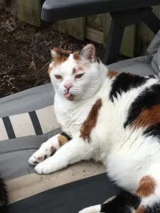 chloe-ligstoel-tuin-meisje-tong-vermist-marieke-kat-225x300.webp