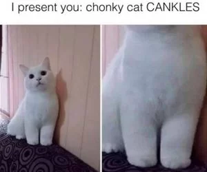 Chonky_s.webp