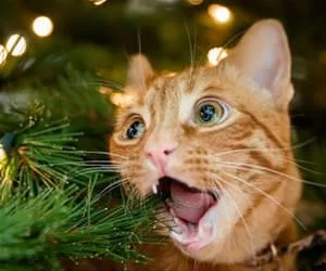 Christmas_Lights_s.webp