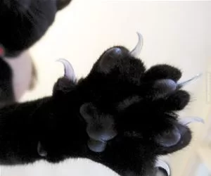Claws_Out8877_s.webp
