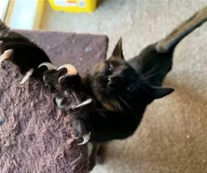Claws_Out_s.webp