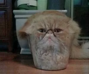 Climbed_Into_A_Clear_Pot_s.webp