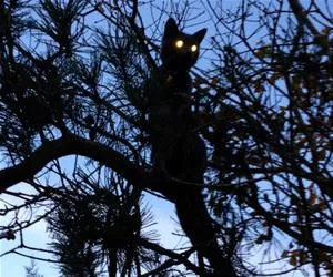 Climbed_Up_Here_s.webp